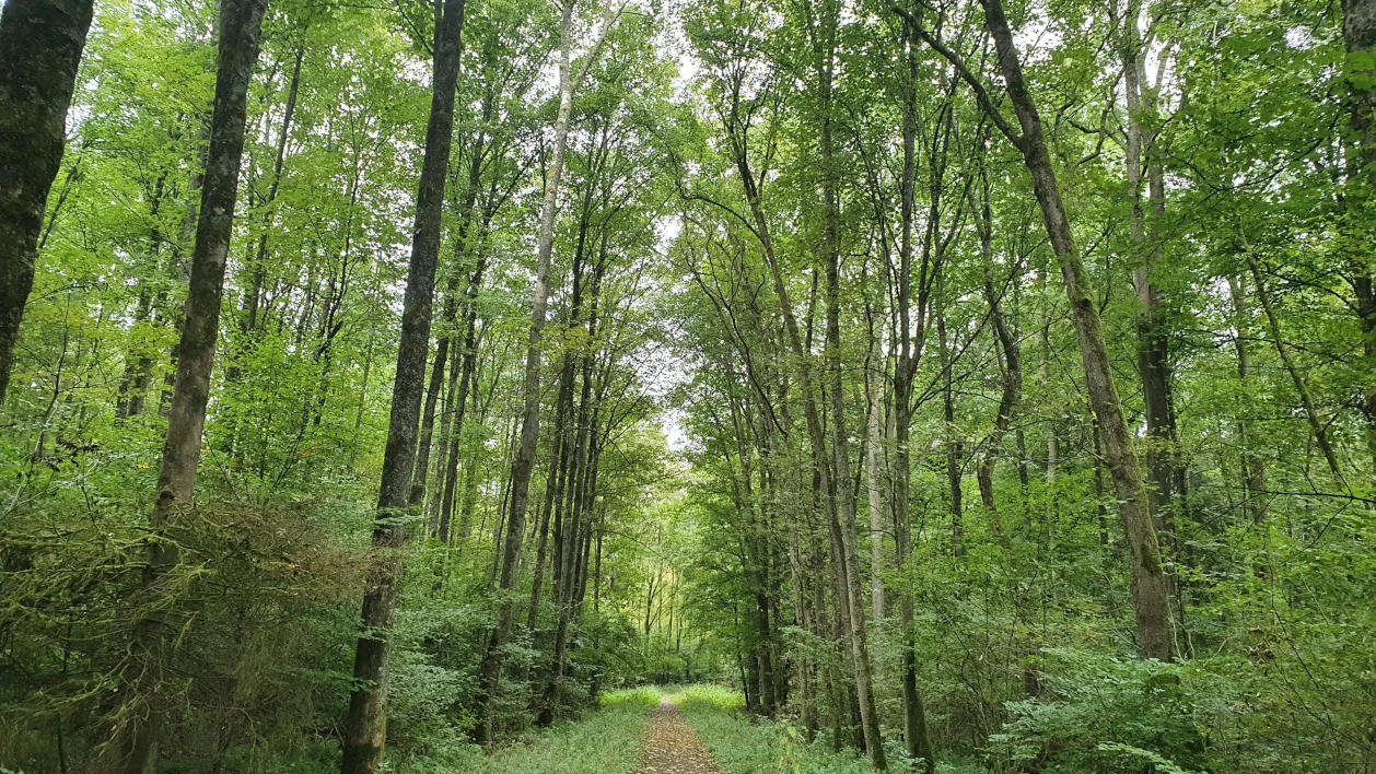 Wanderweg: von Krümmel nach Rückeroth und zurück - Hohe Bäume an einem Wanderweg in einem Mischwald.
