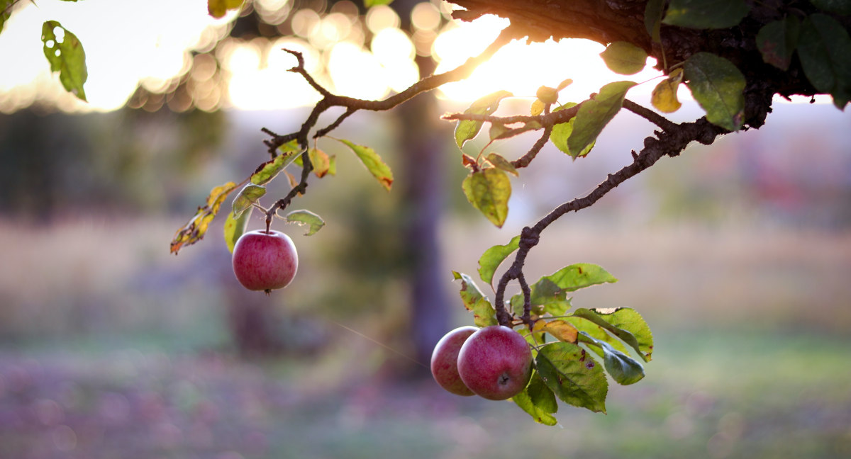 Apfelbaum - Foto von Veronika Diegel auf Unsplash